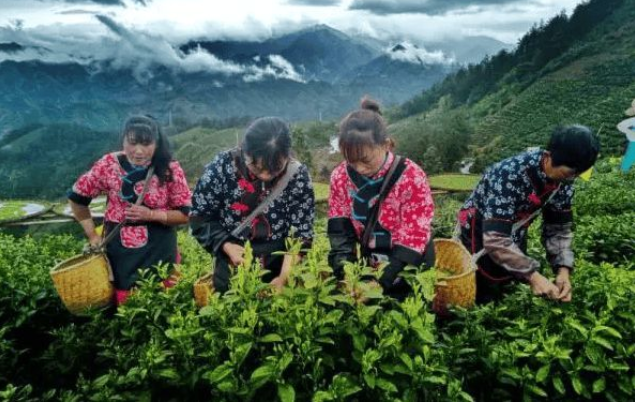 “歙茶”集体商标获授信5.6亿元！商标专用权质押的作用？