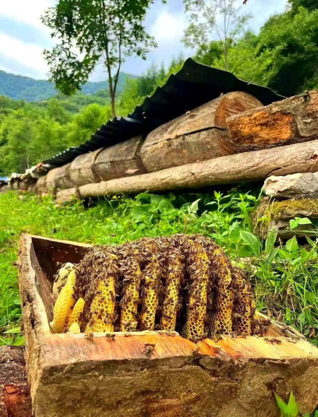深山养蜂人注册商标有必要吗？